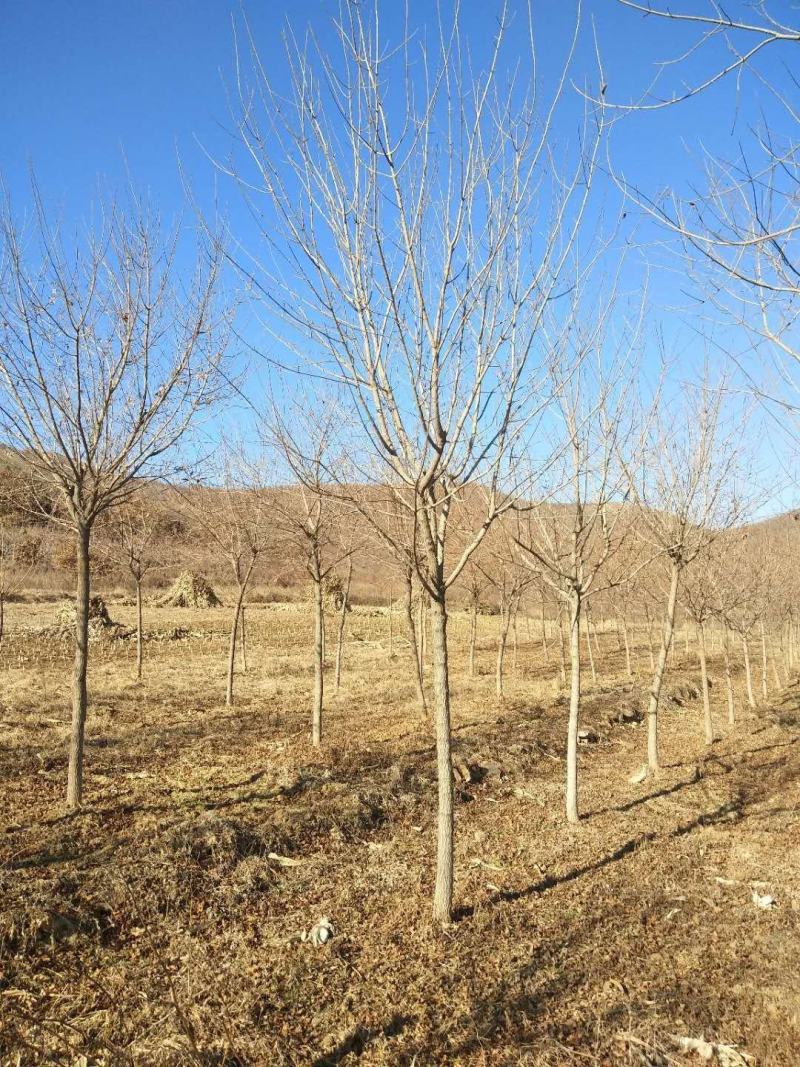 出售元宝枫2-3-4-5-6-7-8-9-10公分