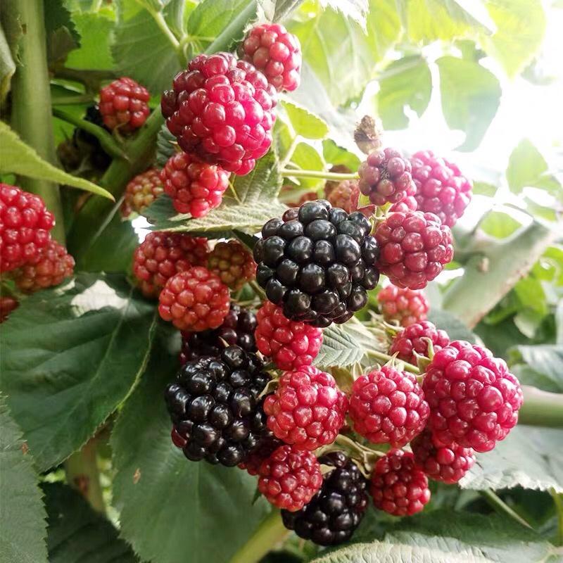 红宝石树莓树苗双季树莓苗产量高耐抗寒风味甜当年结果