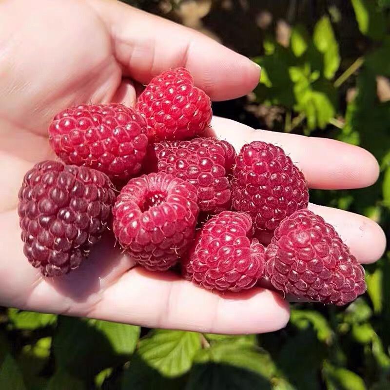 红宝石树莓树苗双季树莓苗产量高耐抗寒风味甜当年结果