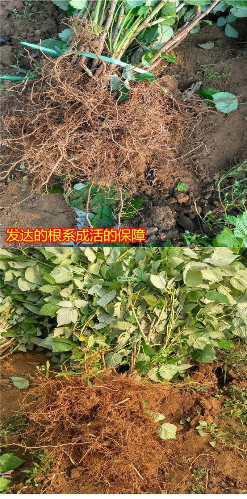 红宝石树莓树苗双季树莓苗产量高耐抗寒风味甜当年结果
