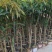 台农一号芒果苗嫁接海南小台农芒果树苗盆栽庭院种植果树