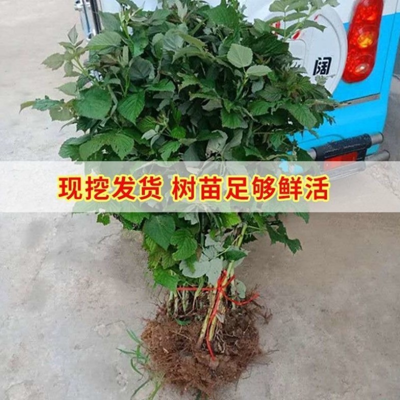 红宝石树莓树苗双季树莓苗产量高耐抗寒风味甜当年结果