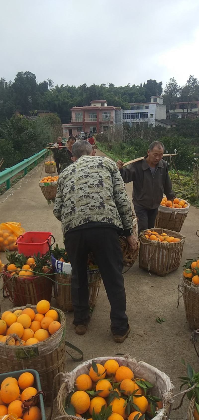 四川脐橙，已经大量成熟，颜色漂亮，，支持电商货