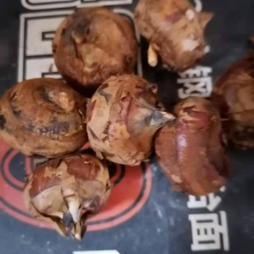 广西马蹄广西土特产有意者联系