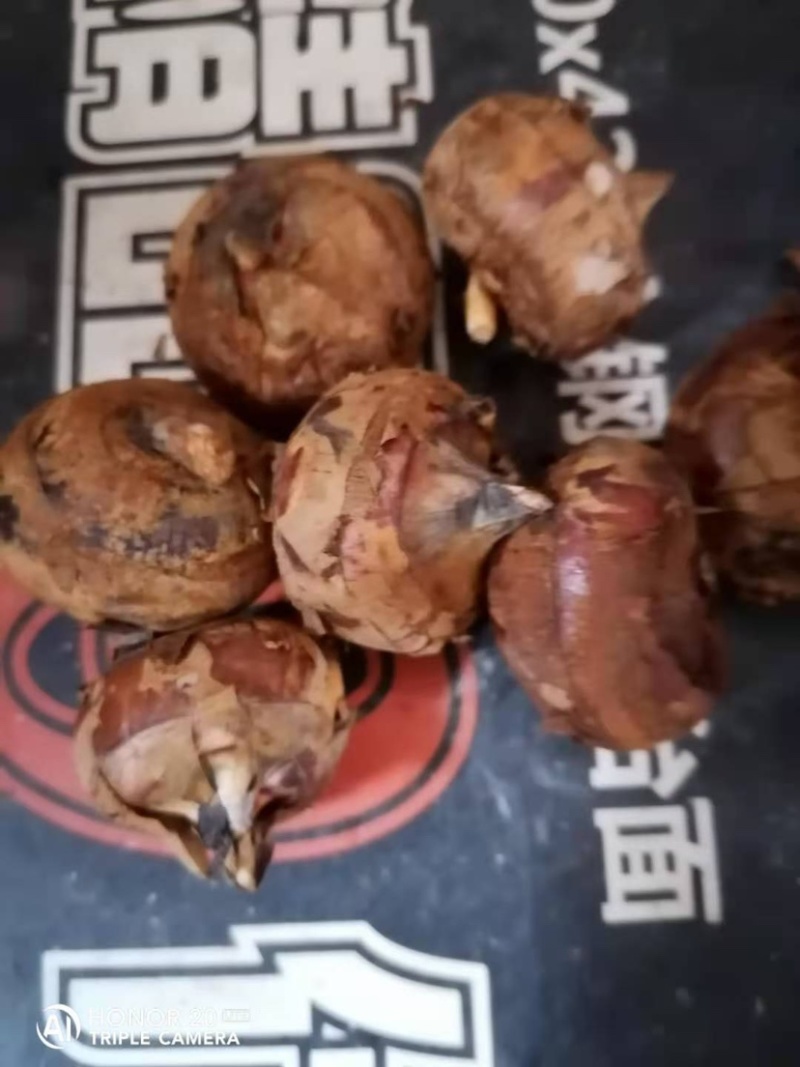 广西马蹄广西土特产有意者联系