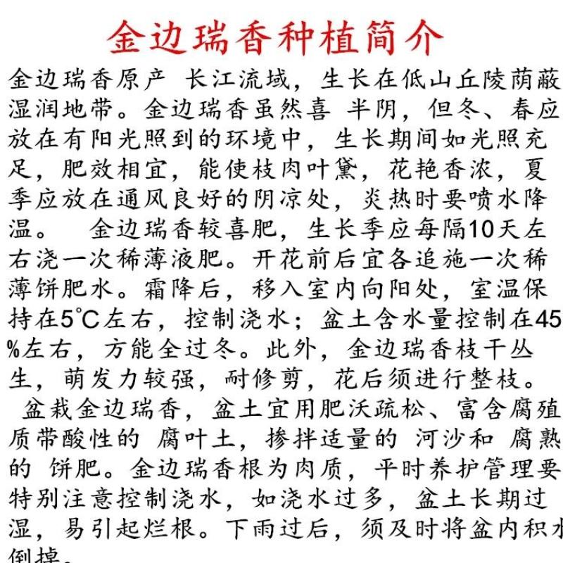 金边瑞香盆栽浓香型耐寒花卉室内外四季开花不断带花苞净空气