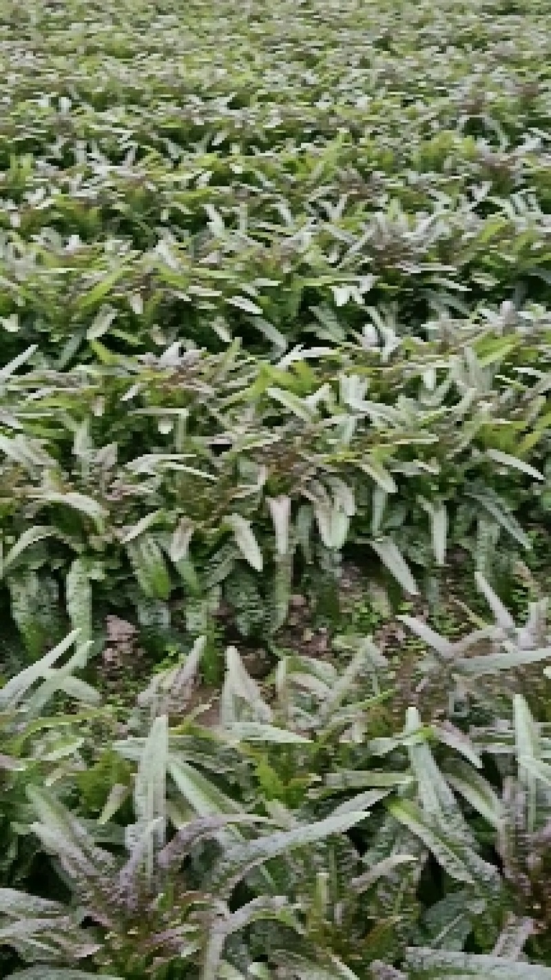 永安红莴苣紫叶香莴苣