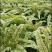 永安红莴苣紫叶香莴苣