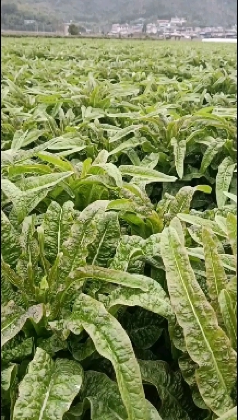 永安红莴苣紫叶香莴苣