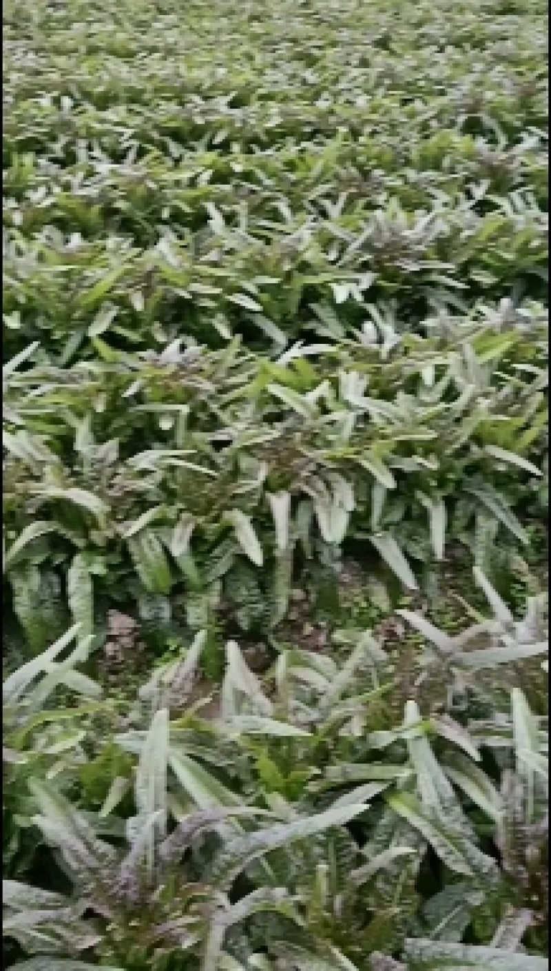 永安红莴苣紫叶香莴苣