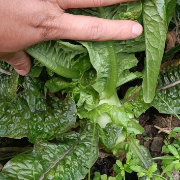 永安红莴苣紫叶香莴苣