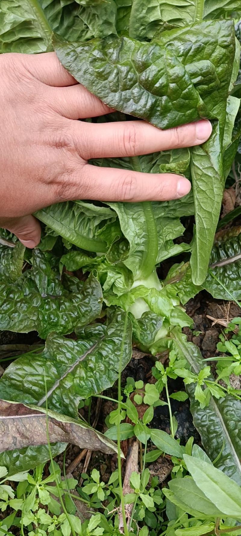 永安红莴苣紫叶香莴苣