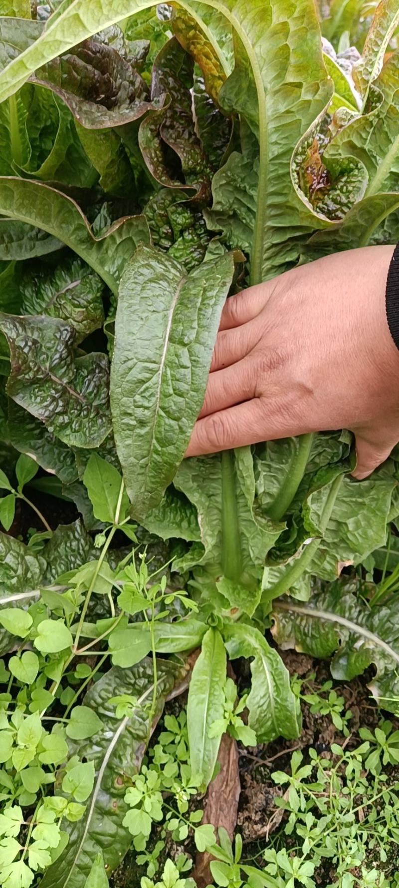 永安红莴苣紫叶香莴苣