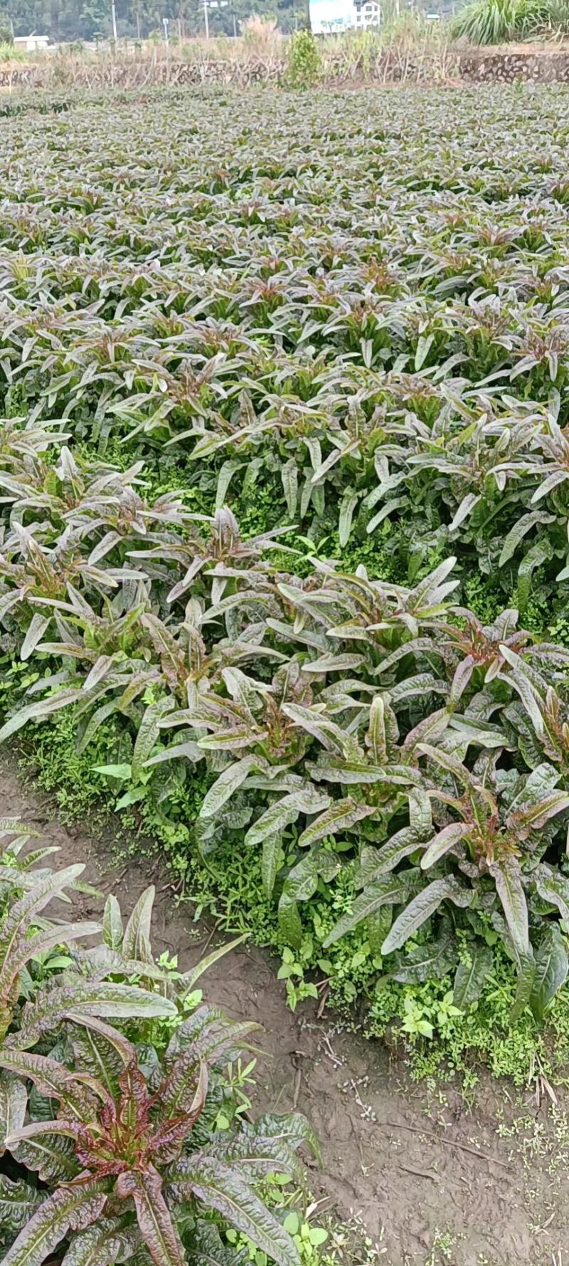 永安红莴苣紫叶香莴苣