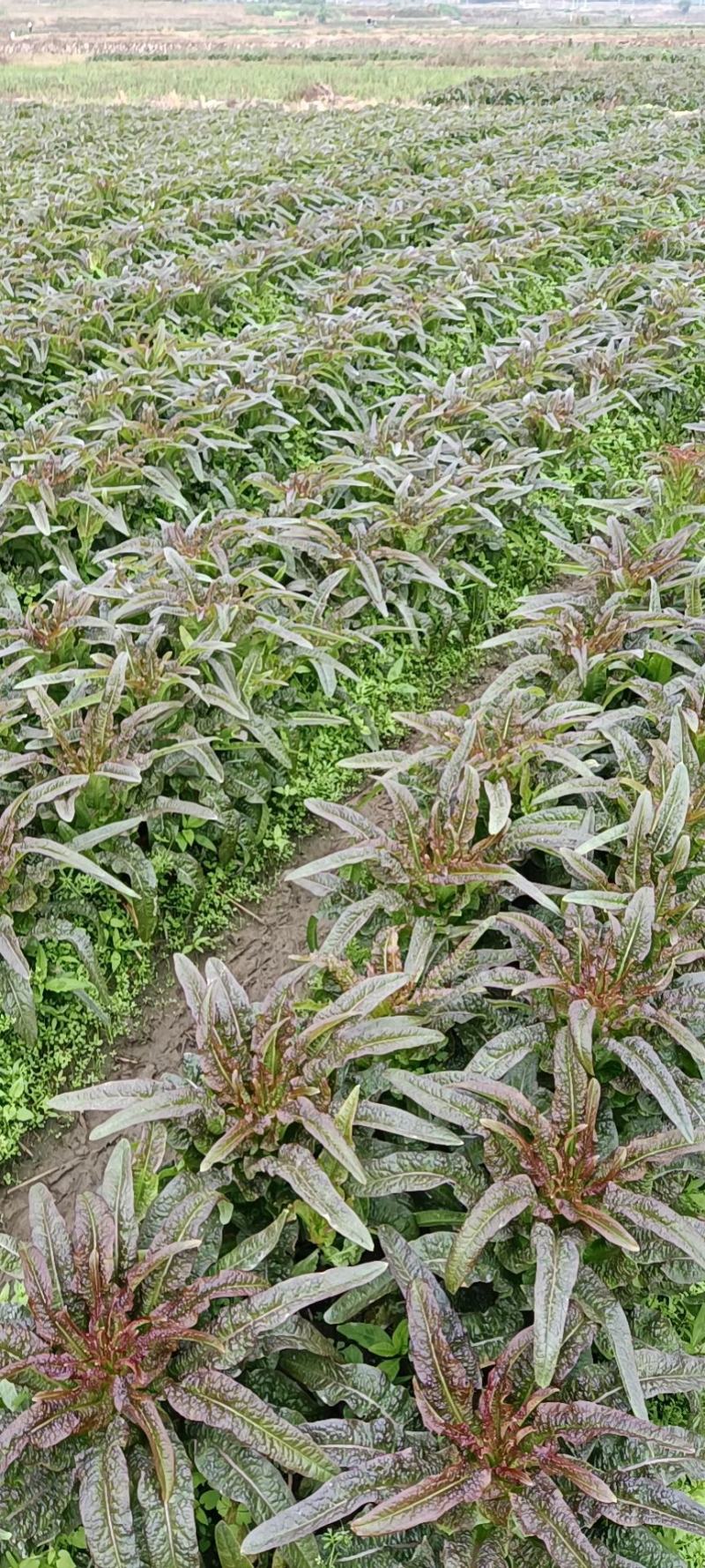 永安红莴苣紫叶香莴苣