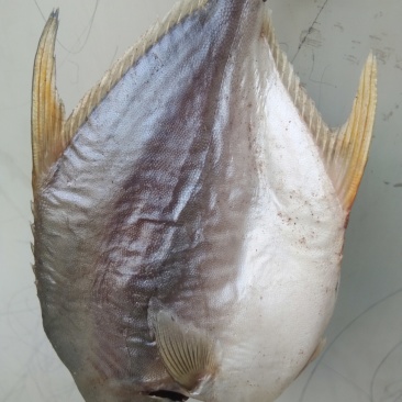深海金鲳鱼干腊鱼干广东阳江日晒鱼干