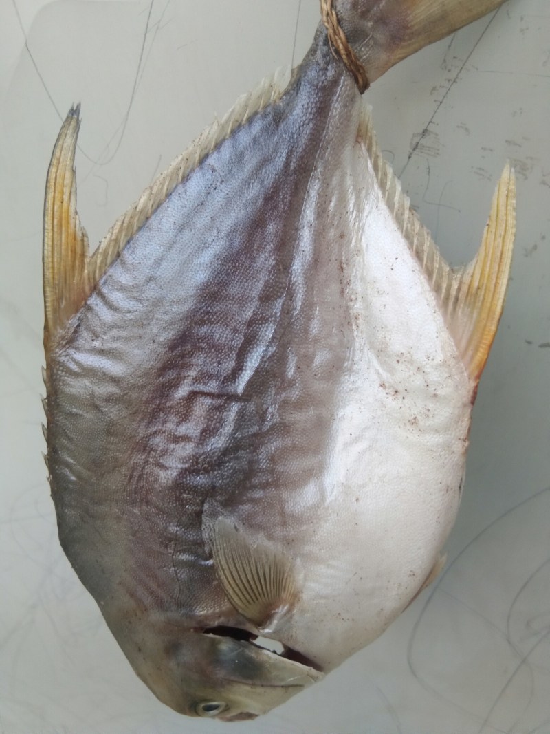 深海金鲳鱼干腊鱼干广东阳江日晒鱼干