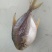 深海金鲳鱼干腊鱼干广东阳江日晒鱼干