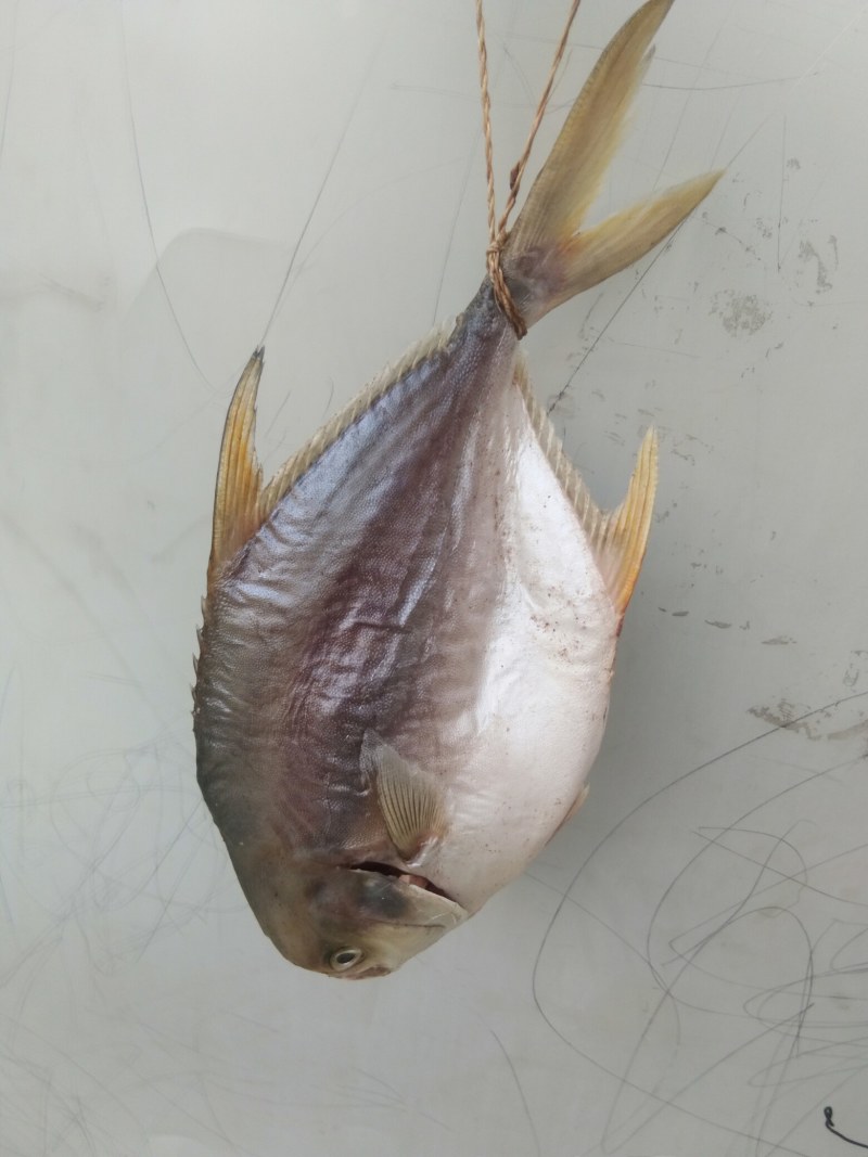 深海金鲳鱼干腊鱼干广东阳江日晒鱼干