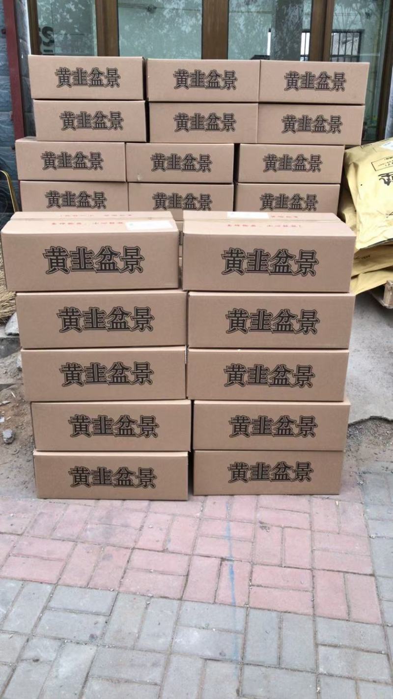 南宫特产黄韭盆景盆栽韭菜根苗阳台客气庭院四季蔬菜礼品食品