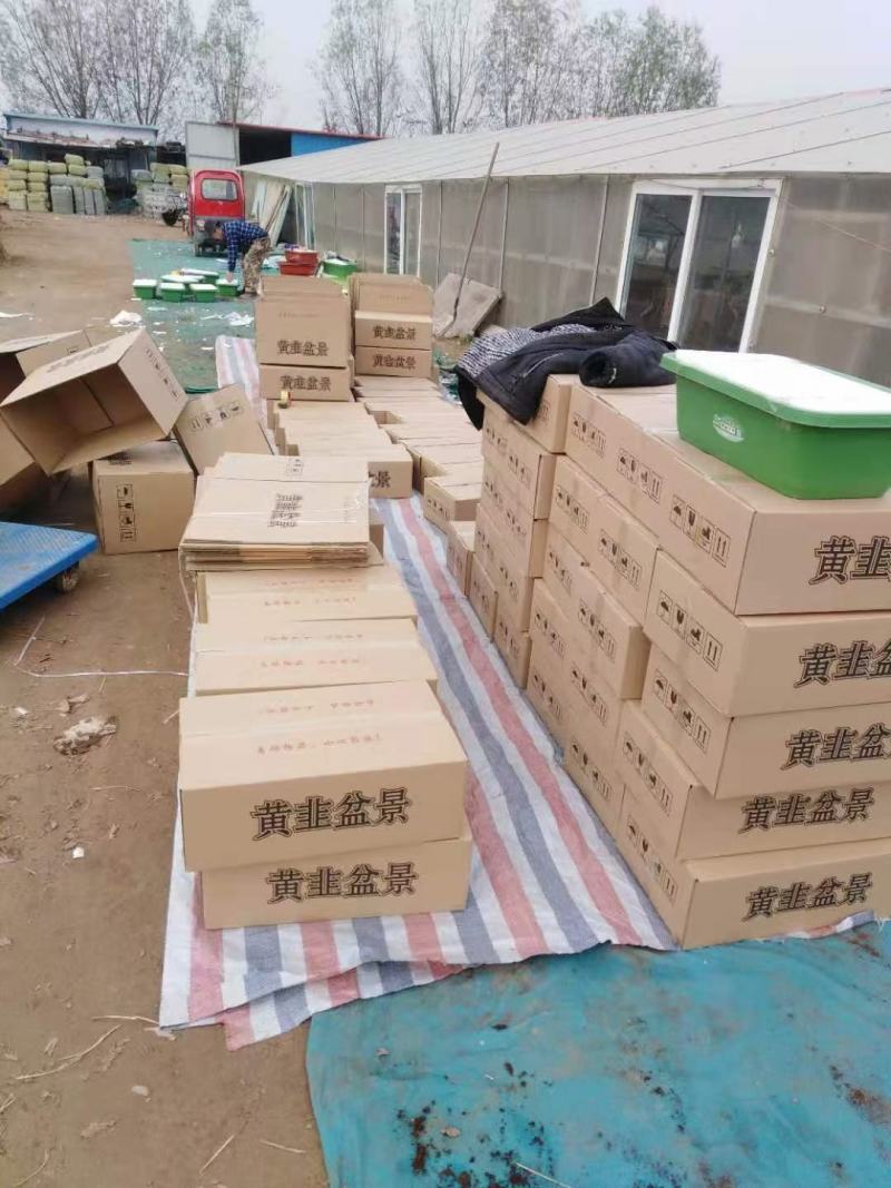 南宫特产黄韭盆景盆栽韭菜根苗阳台客气庭院四季蔬菜礼品食品