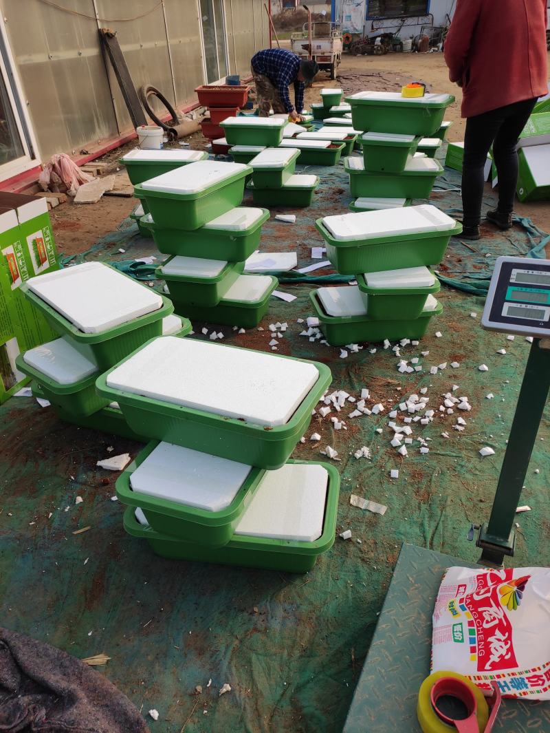 南宫特产黄韭盆景盆栽韭菜根苗阳台客气庭院四季蔬菜礼品食品