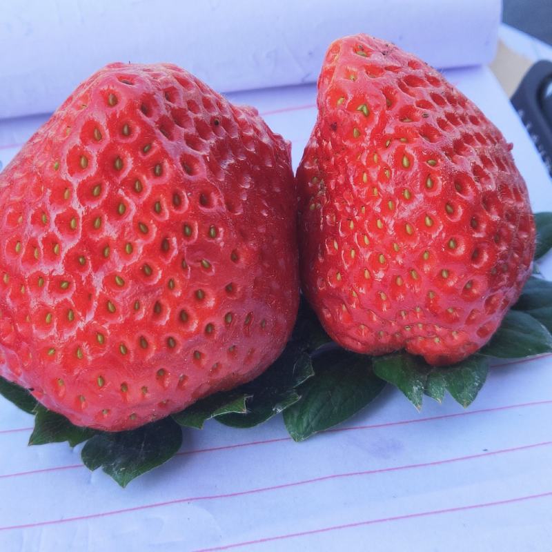 【直供】精品四川大凉山阳光草莓产地直供一件代发量大从优