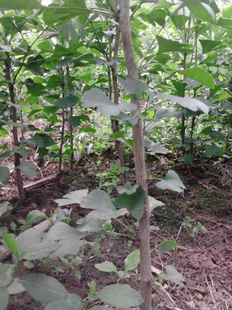 银杏树(白果)，银杏苗，实生苗