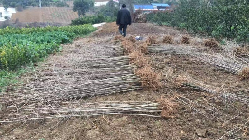 银杏树(白果)，银杏苗，实生苗