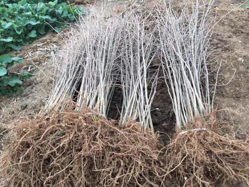 银杏树(白果)，银杏苗，实生苗