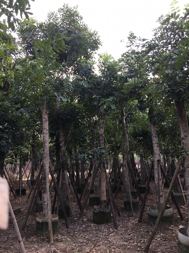 桃花心木米径15公分到18公分均有销售