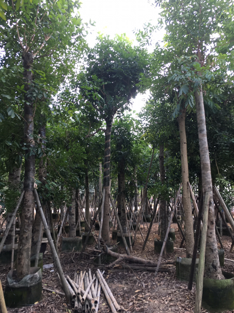 桃花心木米径15公分到18公分均有销售