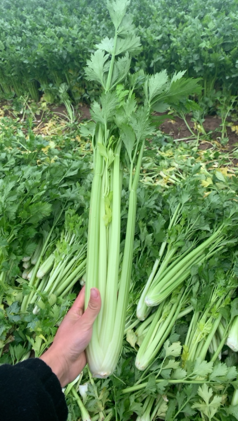 河南周口鹿邑优质芹菜精品小颗，大量上市，产地直发