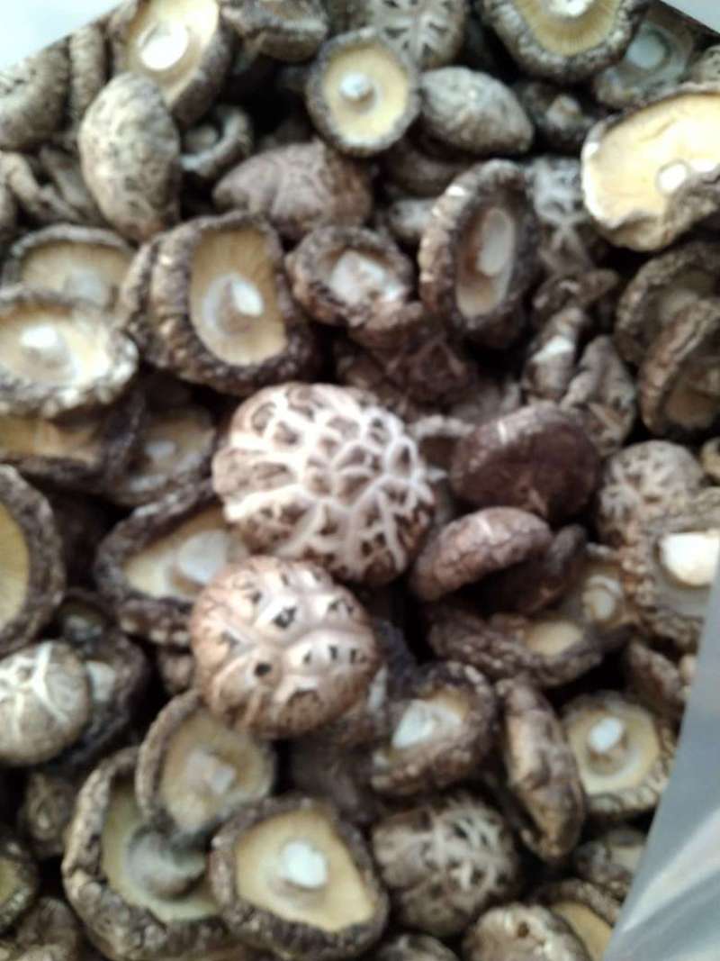 河南内乡花菇，茶花菇，干货农户自种，烘干型，香味扑鼻