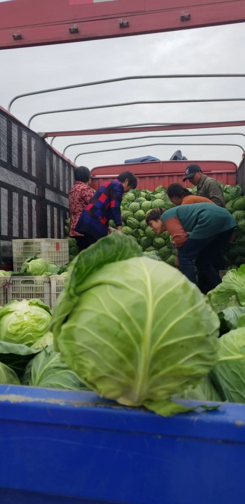 新野甘蓝绿甘蓝中甘甘蓝，品质好，产地直供量大从优