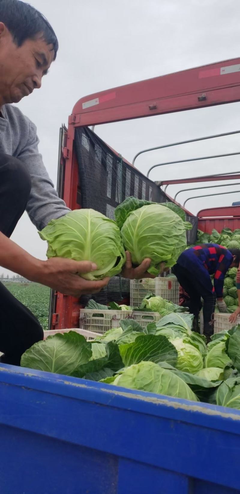 新野甘蓝绿甘蓝中甘甘蓝，品质好，产地直供量大从优