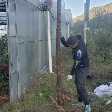 云南德宏野生精品山木香桩