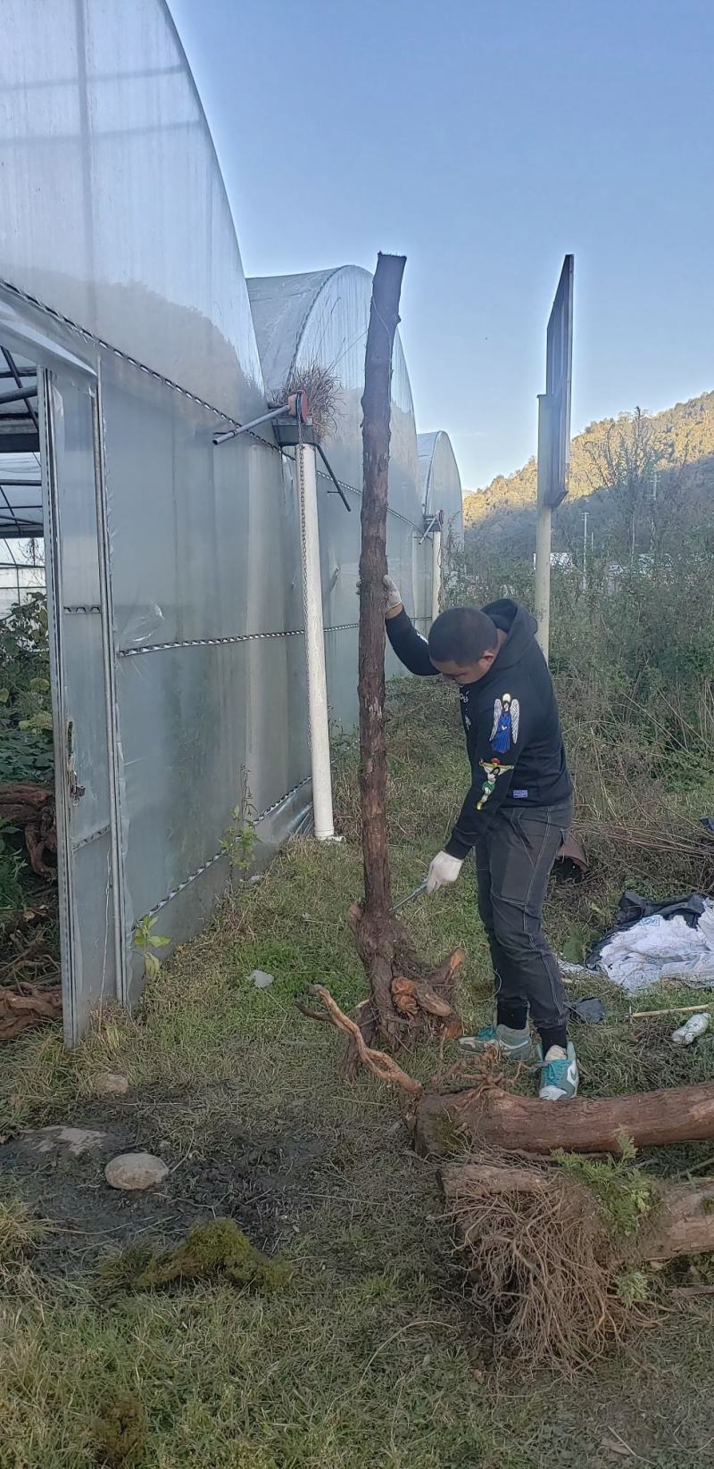 云南德宏野生精品山木香桩