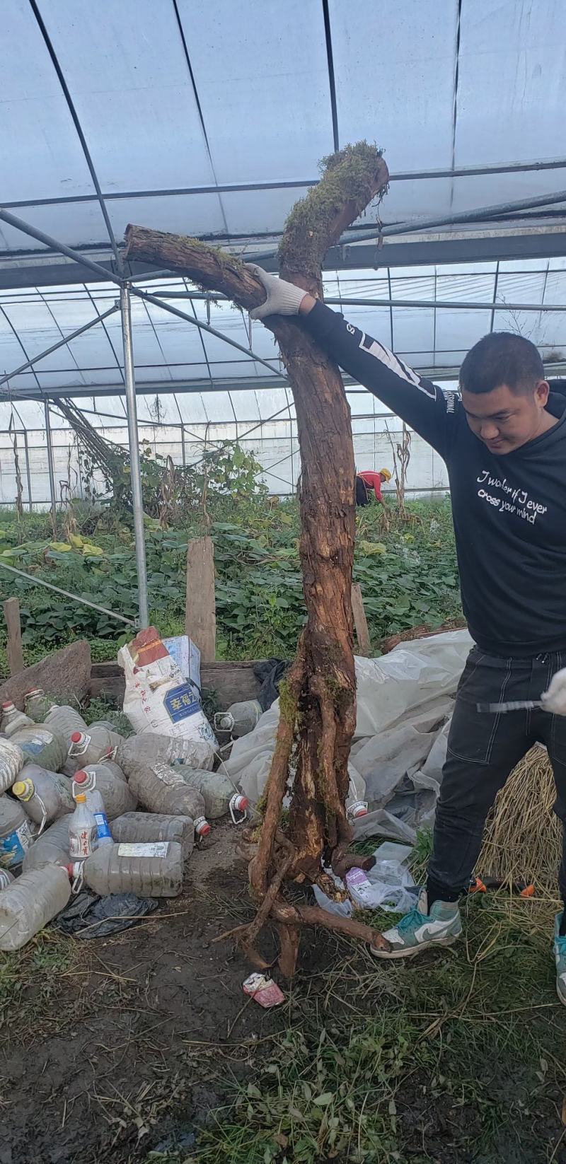 云南德宏野生精品山木香桩