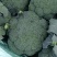 优质西兰花大量上市品种好价格低廉耐寒菜品西兰花