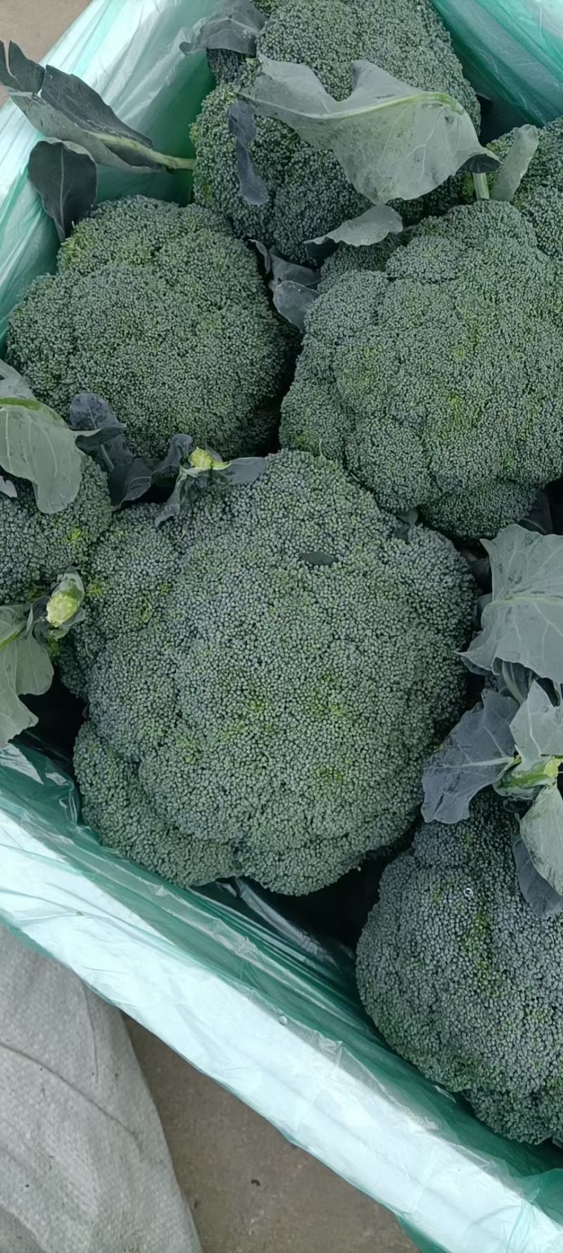 优质西兰花大量上市品种好价格低廉耐寒菜品西兰花