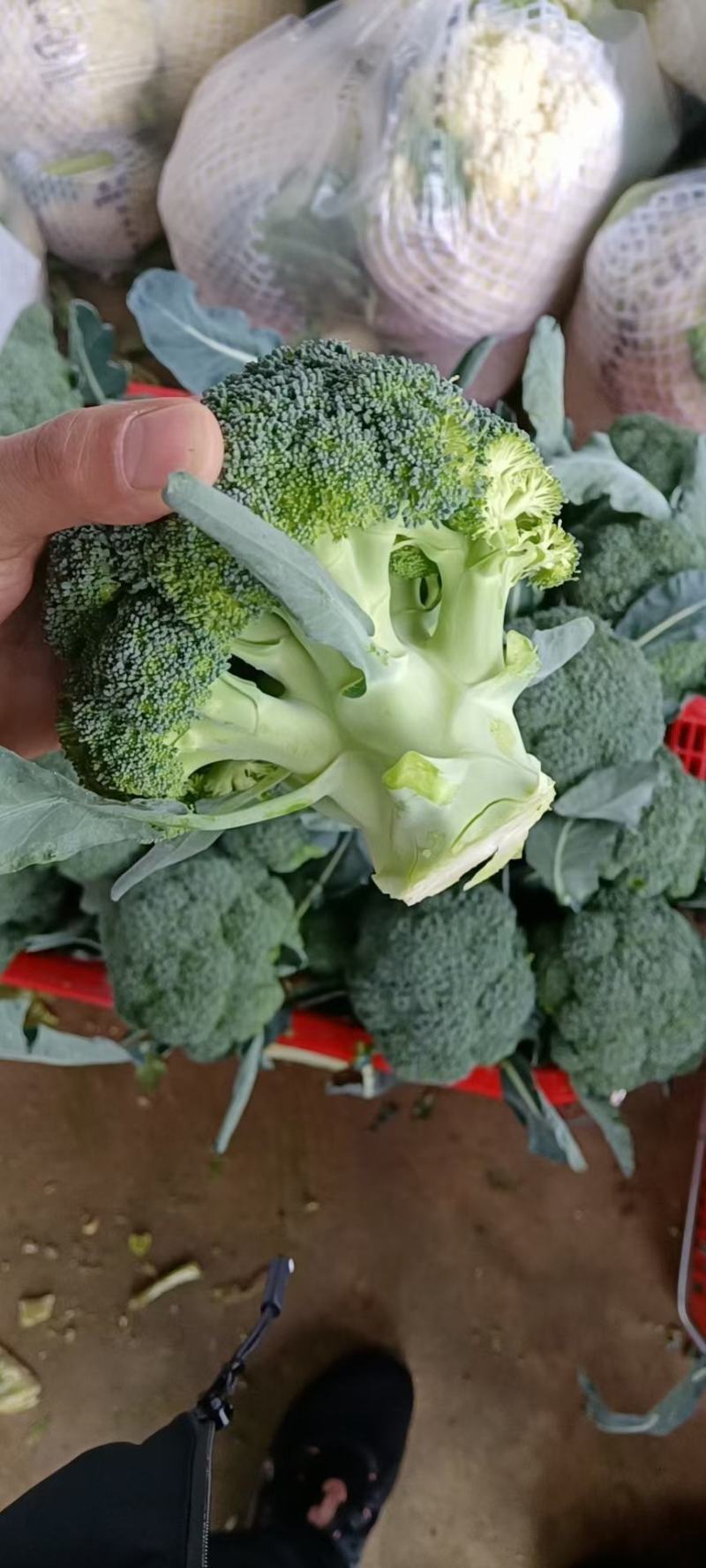 优质西兰花大量上市品种好价格低廉耐寒菜品西兰花