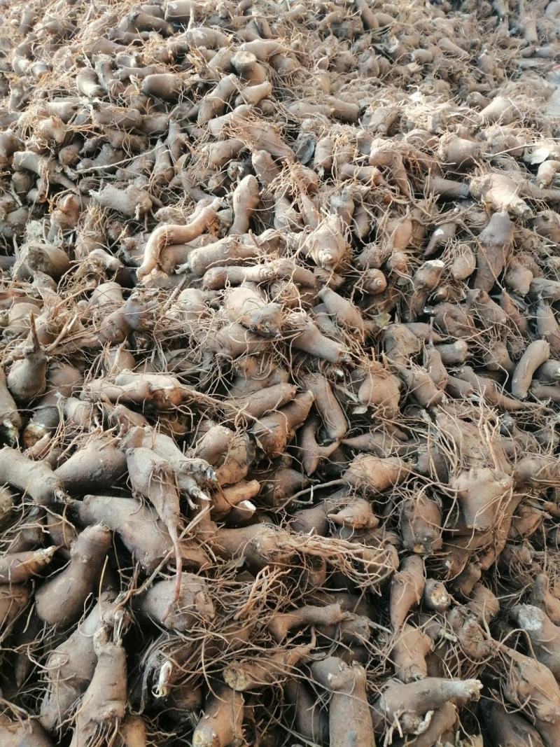 白术苗基地优质改良白术种苗