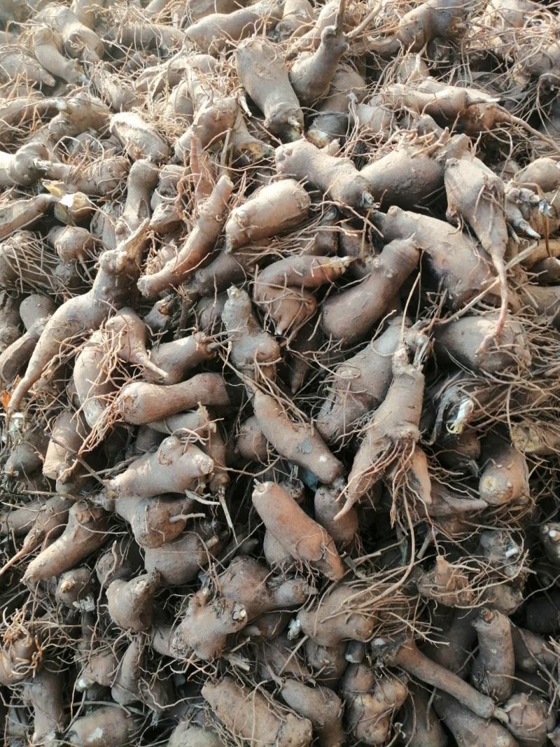 白术苗基地优质改良白术种苗