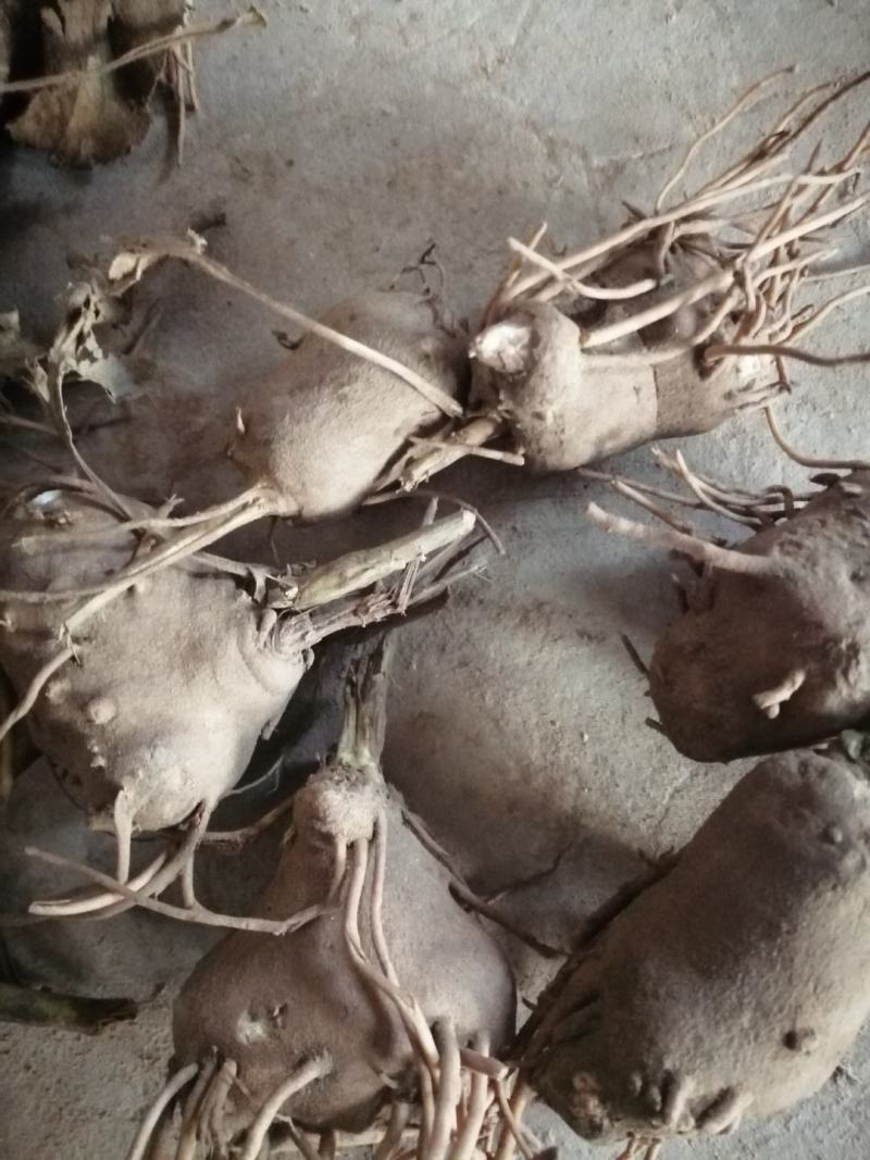 白术苗基地优质改良白术种苗