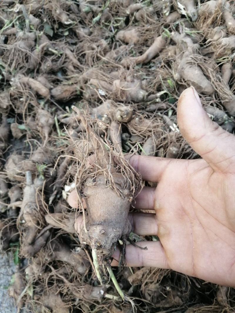 白术苗基地优质改良白术种苗