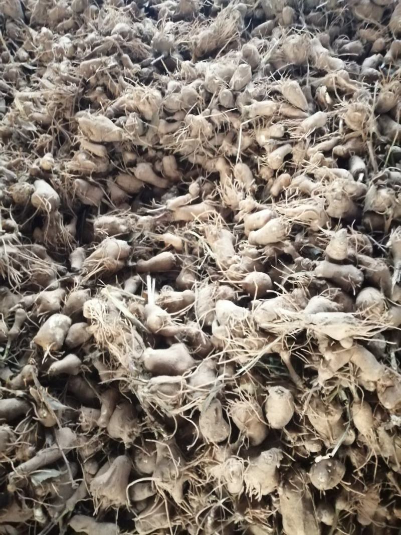 白术苗基地优质改良白术种苗