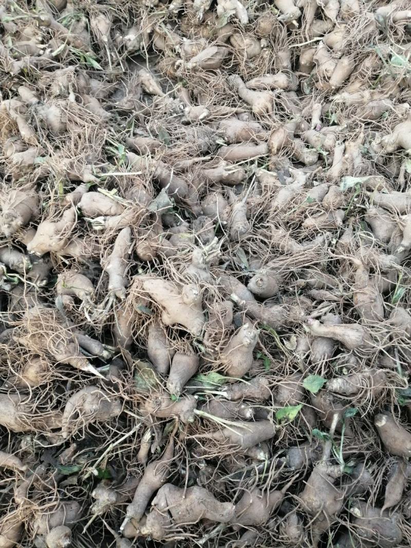 白术苗基地优质改良白术种苗