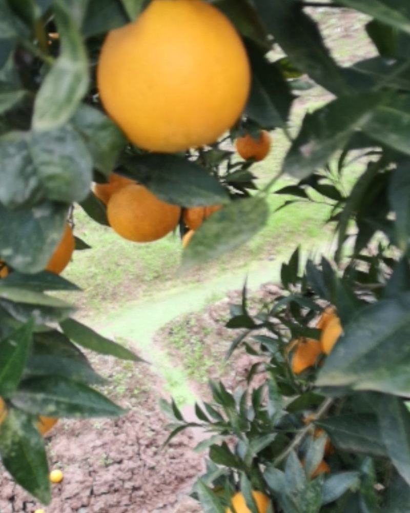 四川渠县，普通脐橙，色黄味甜，皮薄汁多，现摘现发，一手货