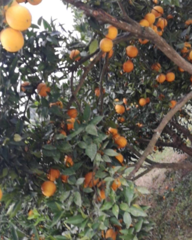 四川渠县，普通脐橙，色黄味甜，皮薄汁多，现摘现发，一手货